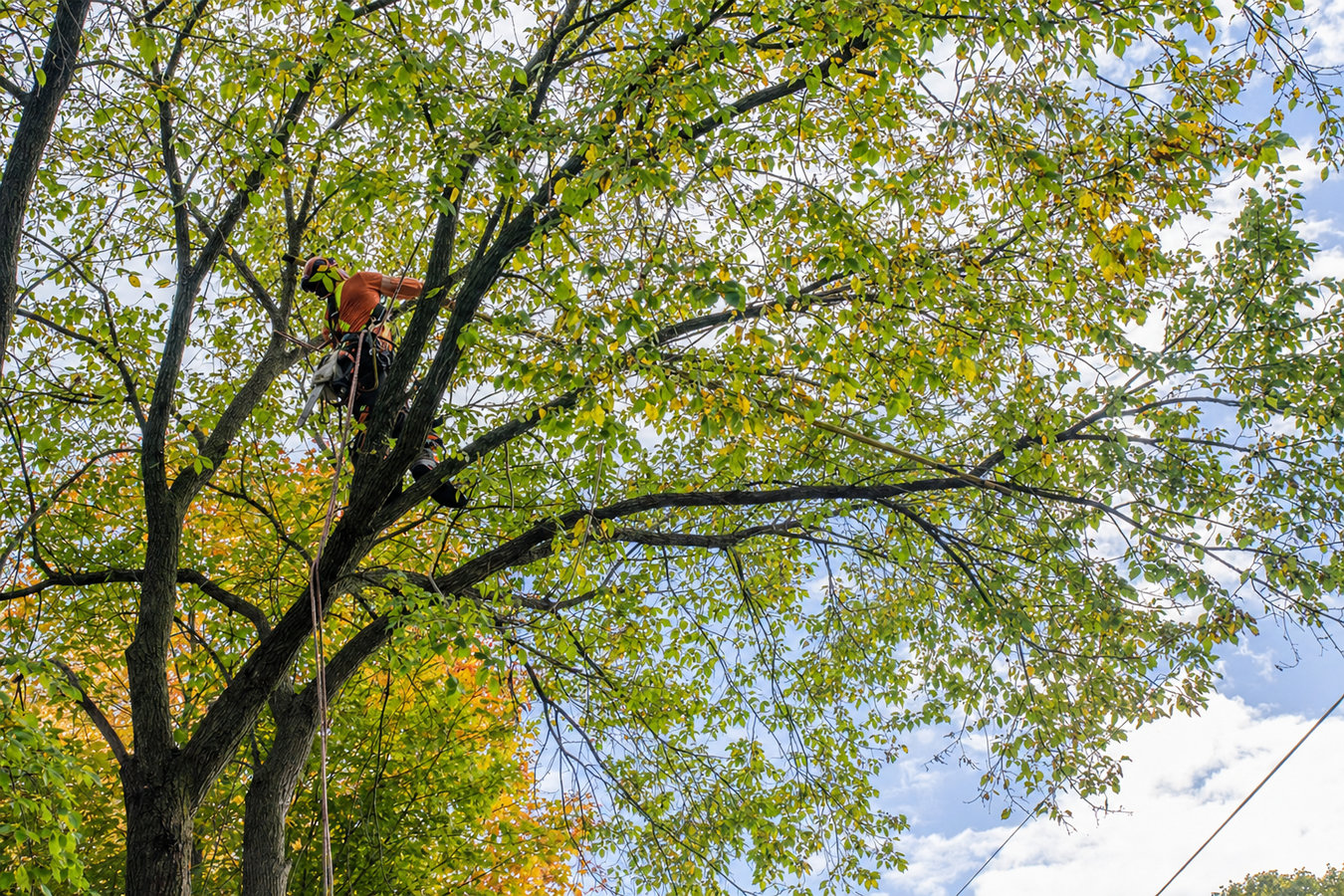 Tree Service in El Monte, CA